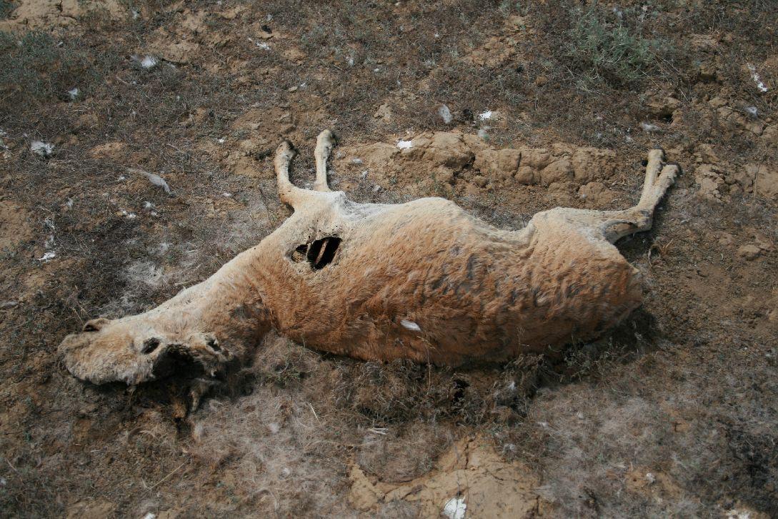 браконьерство Казахстан закон 