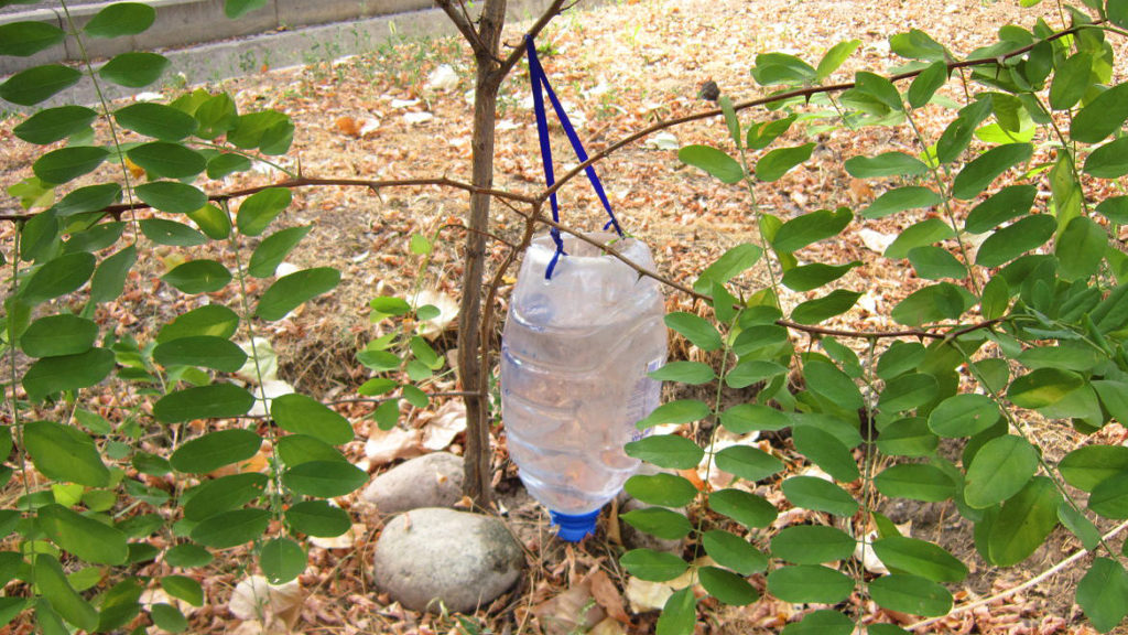 Как сделать капельный полив с помощью двух пластиковых бутылок
