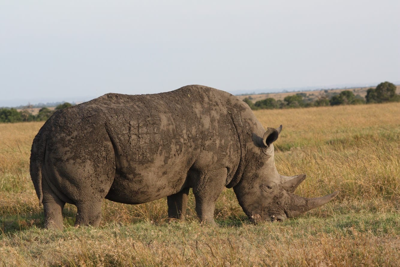 Черный носорог. Самый большой носорог в мире. Хвост носорога. Торт с носорогом.