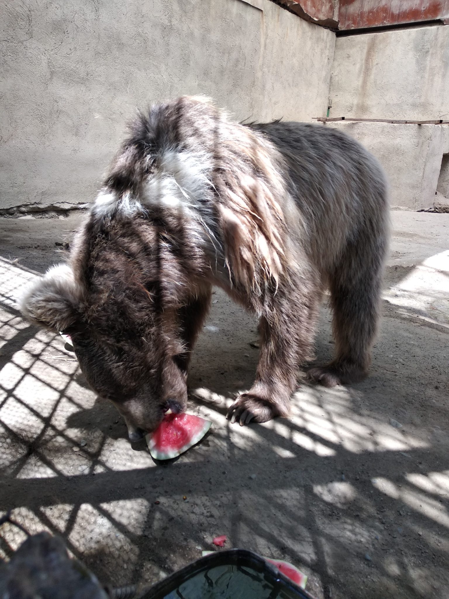 Кыргызстанский общественный фонд «БУГУ-ЭНЕ» занимается спасением животных